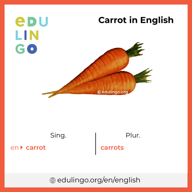 Carrot in English vocabulary picture with singular and plural for download and printing