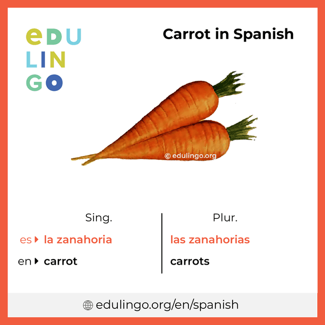 Carrot in Spanish vocabulary picture with singular and plural for download and printing