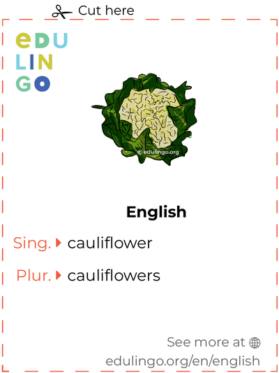 Cauliflower in English vocabulary flashcard for printing, practicing and learning