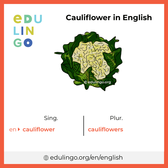 Cauliflower in English vocabulary picture with singular and plural for download and printing