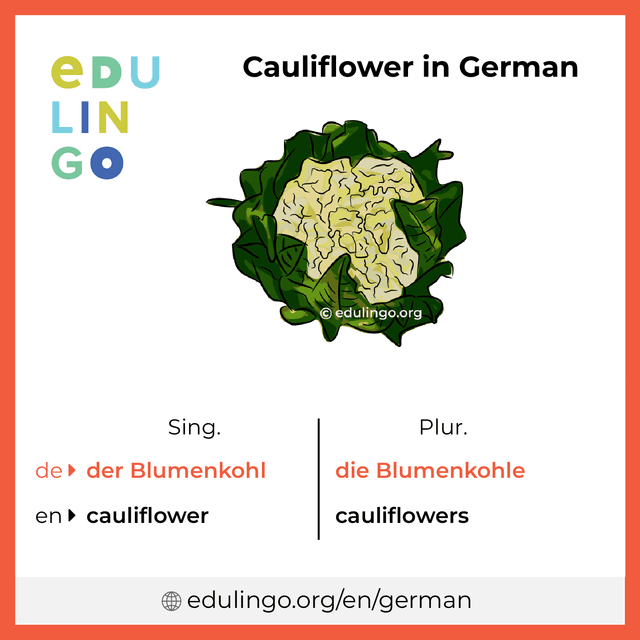 Cauliflower in German vocabulary picture with singular and plural for download and printing