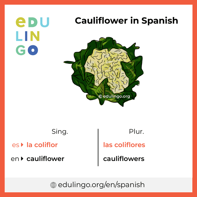 Cauliflower in Spanish vocabulary picture with singular and plural for download and printing