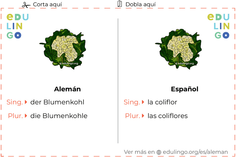Ficha de Vocabulario Coliflor en alemán para imprimir, practicar y aprender