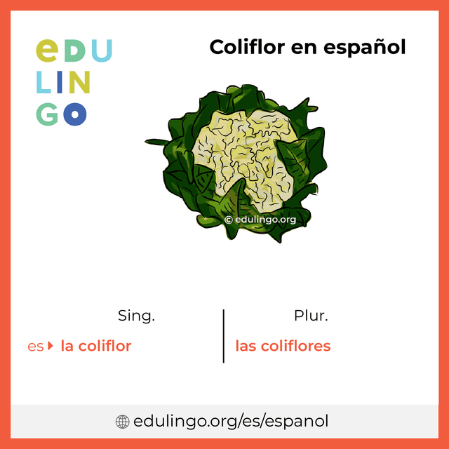 Imagen de vocabulario Coliflor en español con singular y plural para descargar e imprimir
