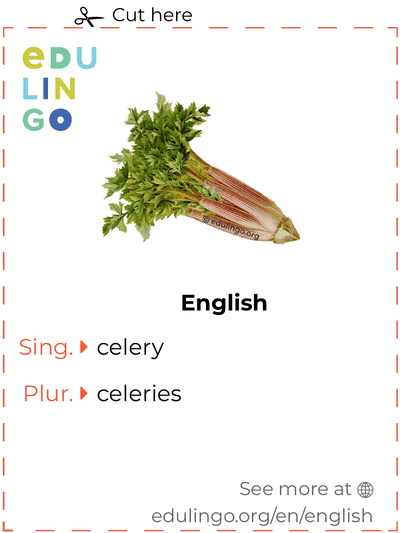 Celery in English vocabulary flashcard for printing, practicing and learning