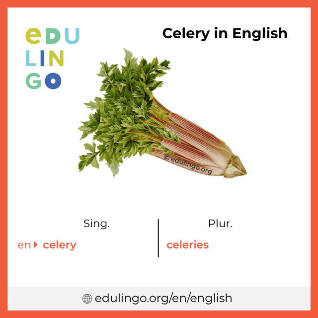 Celery in English vocabulary picture with singular and plural for download and printing