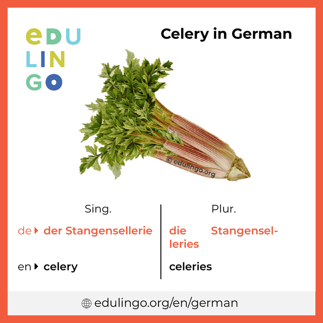Celery in German vocabulary picture with singular and plural for download and printing
