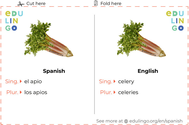 Celery in Spanish vocabulary flashcard for printing, practicing and learning