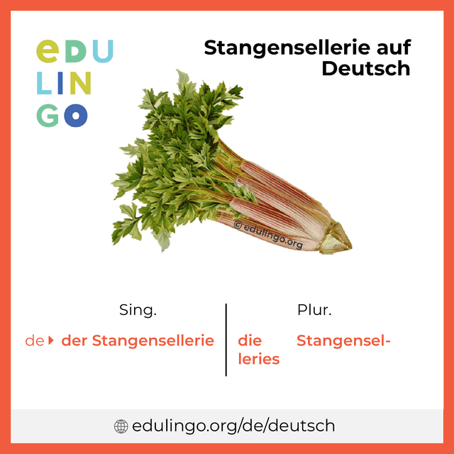 Stangensellerie auf Deutsch Vokabelbild mit Singular und Plural zum Herunterladen und Ausdrucken