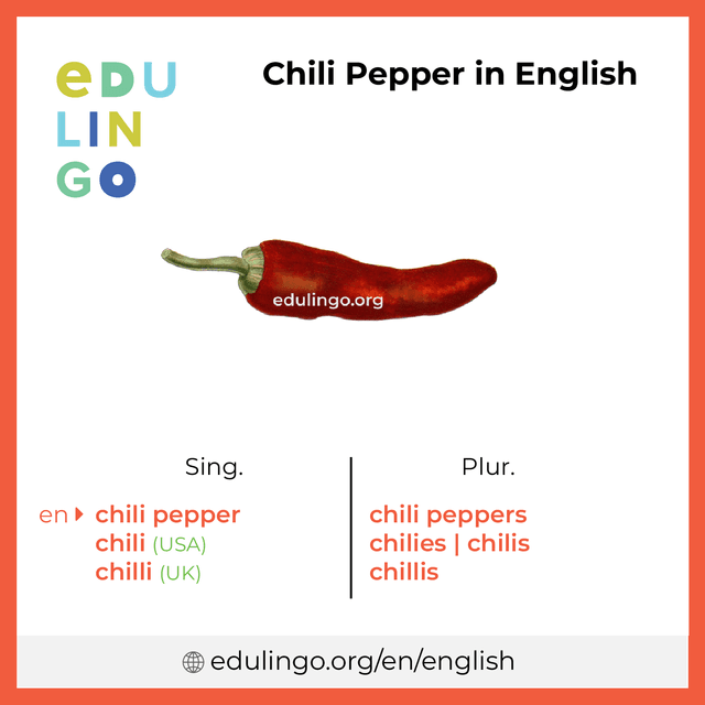 Chili Pepper in English vocabulary picture with singular and plural for download and printing