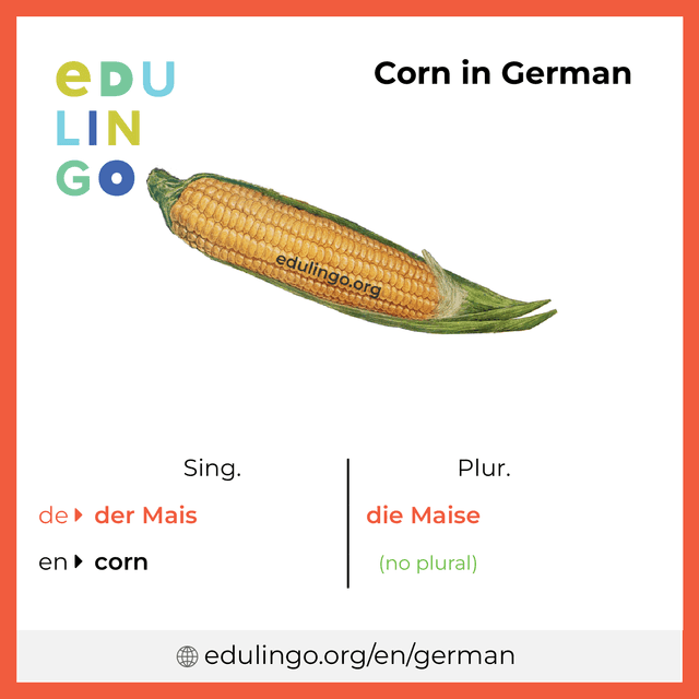 Corn in German vocabulary picture with singular and plural for download and printing