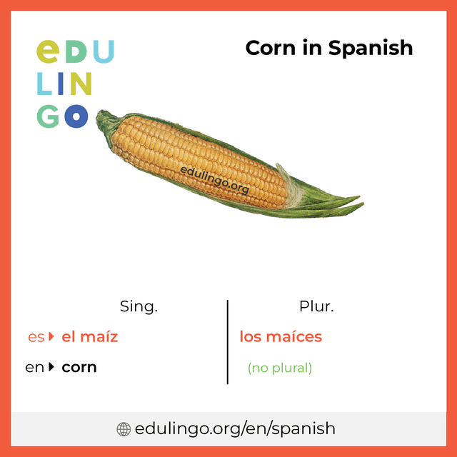 Corn in Spanish vocabulary picture with singular and plural for download and printing