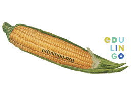 Thumbnail: Corn in English