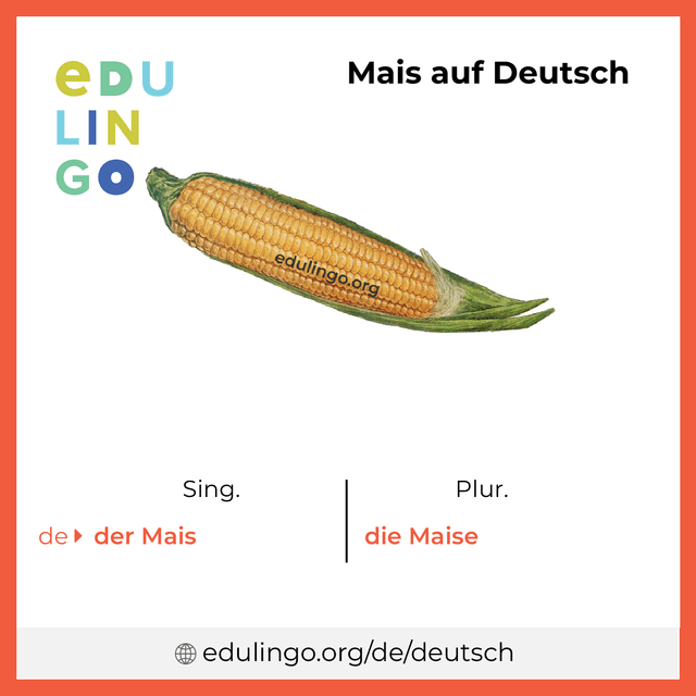 Mais auf Deutsch Vokabelbild mit Singular und Plural zum Herunterladen und Ausdrucken