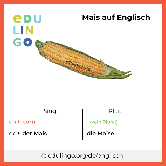 Mais auf Englisch Vokabelbild mit Singular und Plural zum Herunterladen und Ausdrucken
