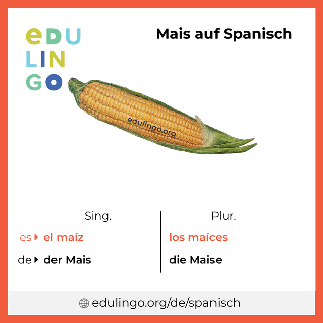 Mais auf Spanisch Vokabelbild mit Singular und Plural zum Herunterladen und Ausdrucken