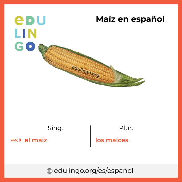 Imagen de vocabulario Maíz en español con singular y plural para descargar e imprimir