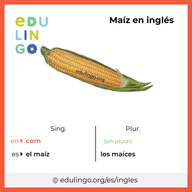 Imagen de vocabulario Maíz en inglés con singular y plural para descargar e imprimir