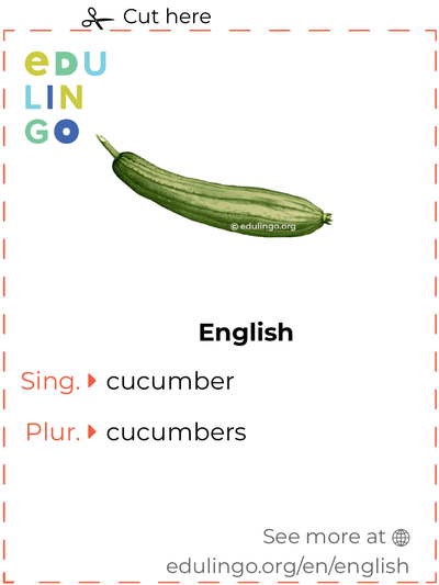 Cucumber in English vocabulary flashcard for printing, practicing and learning