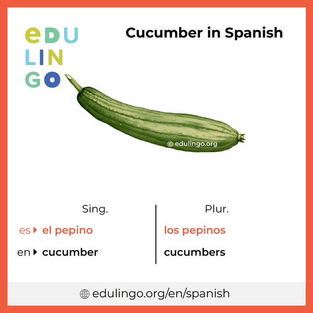 Cucumber in Spanish vocabulary picture with singular and plural for download and printing