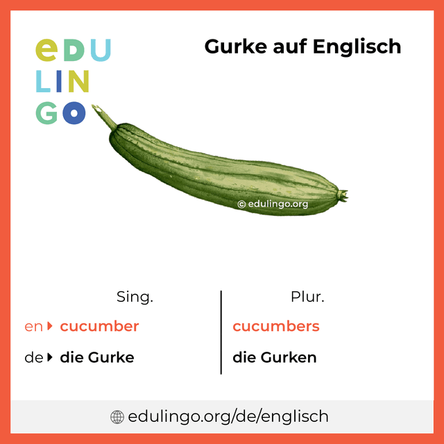 Gurke auf Englisch Vokabelbild mit Singular und Plural zum Herunterladen und Ausdrucken