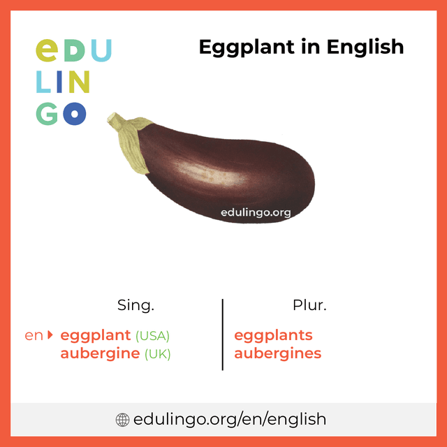 Eggplant in English vocabulary picture with singular and plural for download and printing