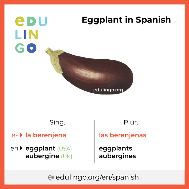 Eggplant in Spanish vocabulary picture with singular and plural for download and printing