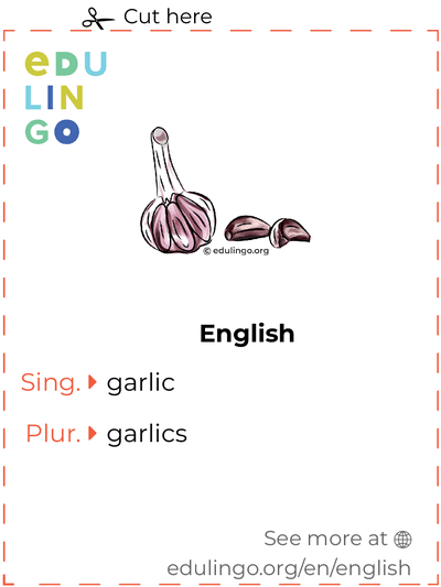 Garlic in English vocabulary flashcard for printing, practicing and learning
