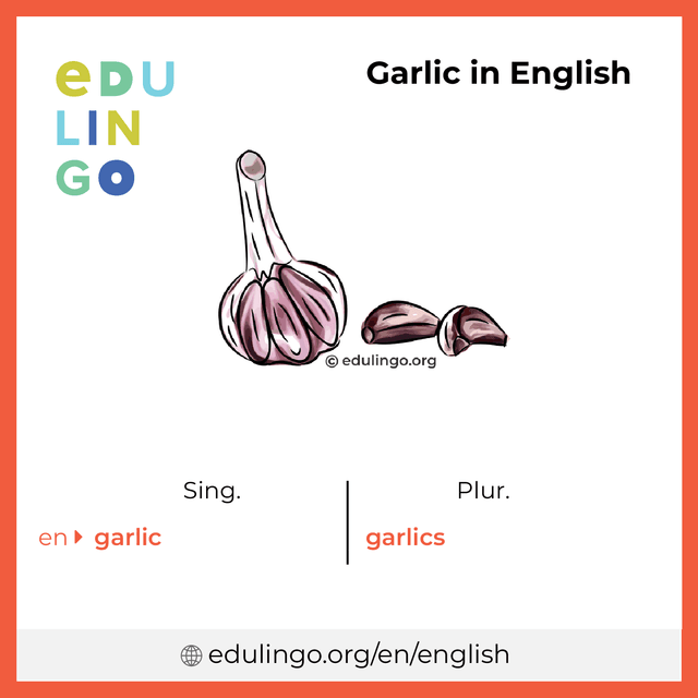 Garlic in English vocabulary picture with singular and plural for download and printing