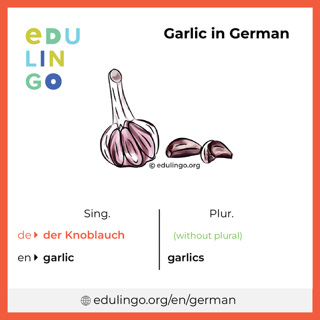 Garlic in German vocabulary picture with singular and plural for download and printing
