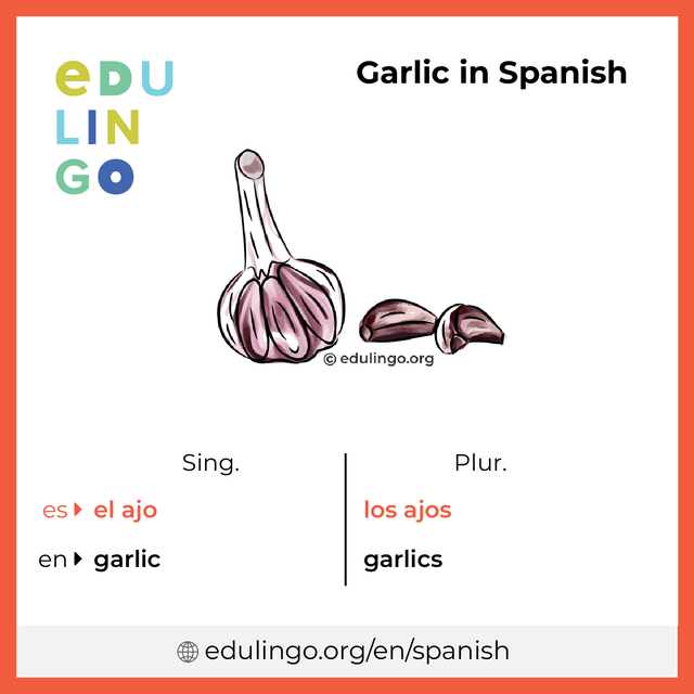 Garlic in Spanish vocabulary picture with singular and plural for download and printing