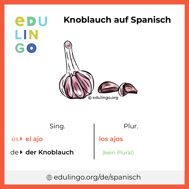 Knoblauch auf Spanisch Vokabelbild mit Singular und Plural zum Herunterladen und Ausdrucken
