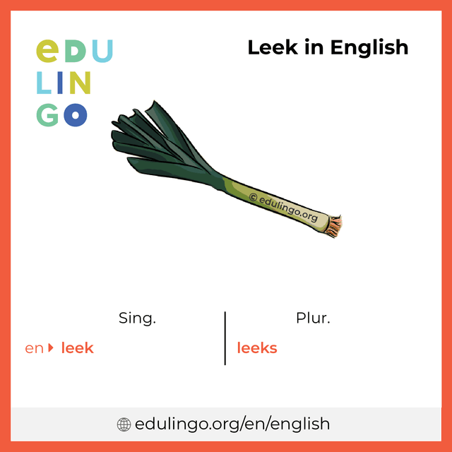 Leek in English vocabulary picture with singular and plural for download and printing