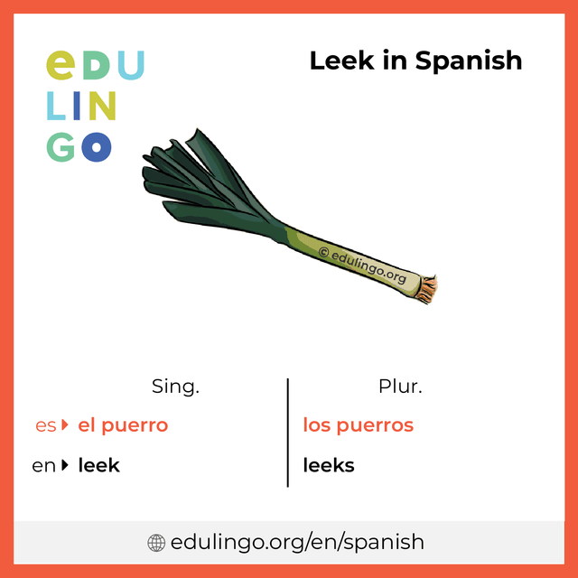 Leek in Spanish vocabulary picture with singular and plural for download and printing