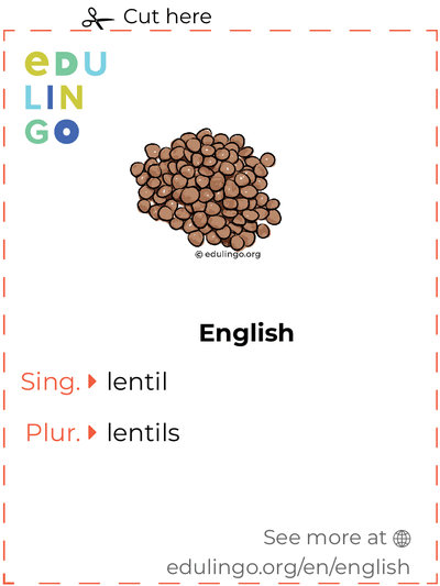 Lentil in English vocabulary flashcard for printing, practicing and learning