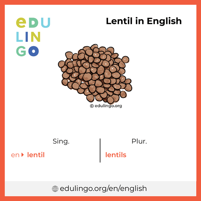 Lentil in English vocabulary picture with singular and plural for download and printing