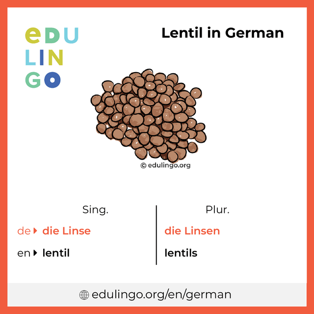 Lentil in German vocabulary picture with singular and plural for download and printing