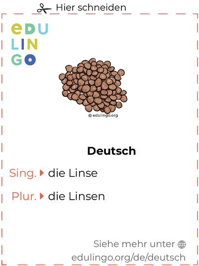 Linse auf Deutsch Vokabelkartei zum Ausdrucken, Üben und Lernen