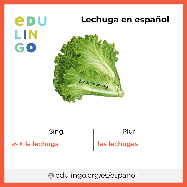 Imagen de vocabulario Lechuga en español con singular y plural para descargar e imprimir