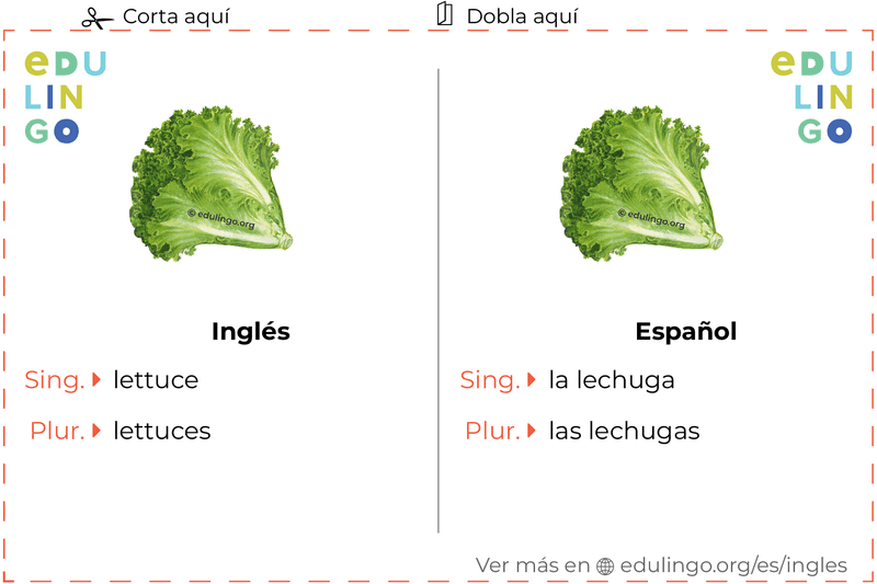 Ficha de Vocabulario Lechuga en inglés para imprimir, practicar y aprender