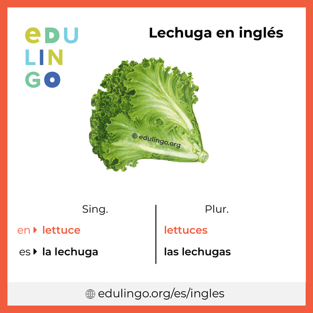 Imagen de vocabulario Lechuga en inglés con singular y plural para descargar e imprimir