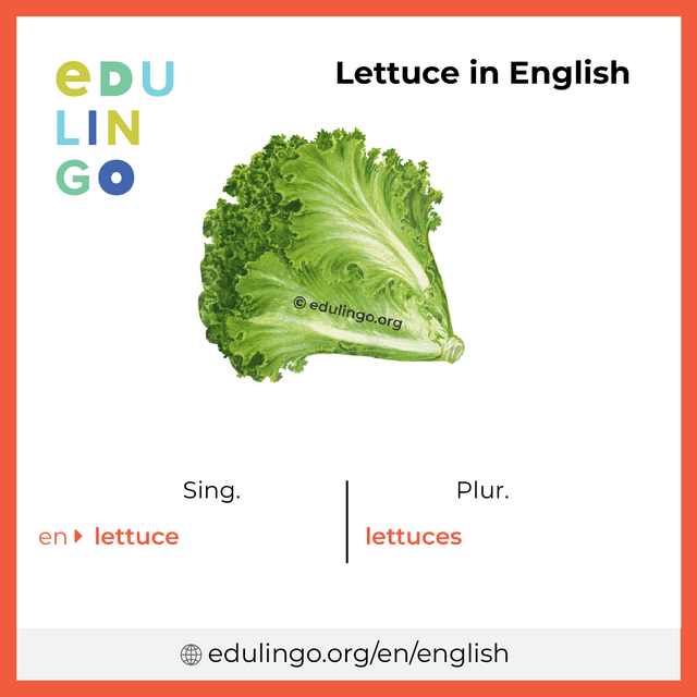 Lettuce in English vocabulary picture with singular and plural for download and printing