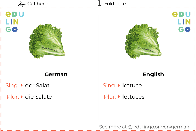 Lettuce in German vocabulary flashcard for printing, practicing and learning
