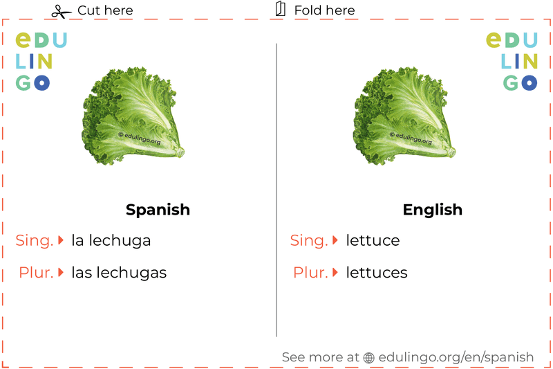 Lettuce in Spanish vocabulary flashcard for printing, practicing and learning