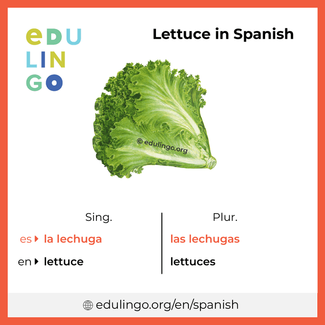 Lettuce in Spanish vocabulary picture with singular and plural for download and printing