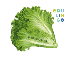 Thumbnail: Lettuce in English