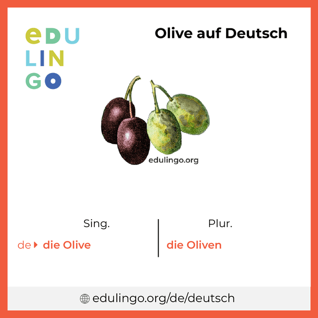 Olive auf Deutsch Vokabelbild mit Singular und Plural zum Herunterladen und Ausdrucken