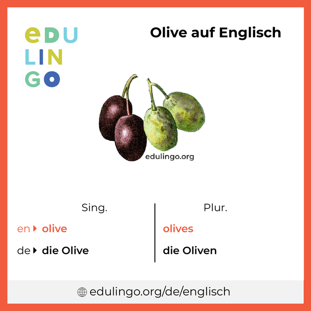 Olive auf Englisch Vokabelbild mit Singular und Plural zum Herunterladen und Ausdrucken