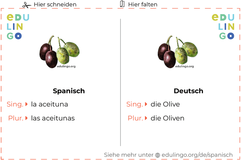 Olive auf Spanisch Vokabelkartei zum Ausdrucken, Üben und Lernen