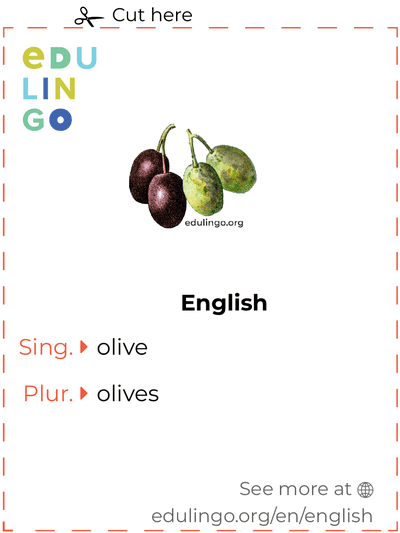Olive in English vocabulary flashcard for printing, practicing and learning